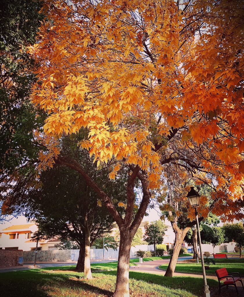 Property in Spain - Autumn in Spain 