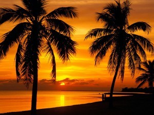 palm tree
