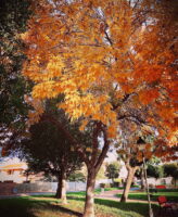 Autumn Leaves